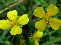 Potentilla erecta 1, Tormentil, Saxifraga-Hans Dekker